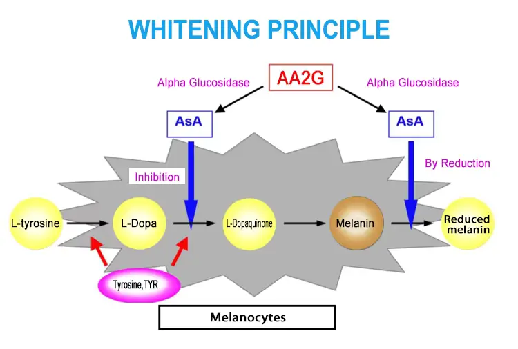 Ascorbyl Glucoside Benefits Ascorbyl Glucoside Benefits