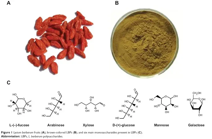 What Kind Of Sugar Is Wolfberry Polysaccharide? What Kind Of Sugar Is Wolfberry Polysaccharide?