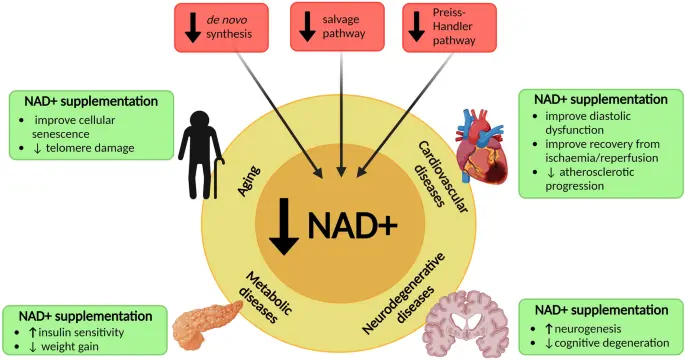 NAD+ benefits 