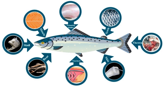 Why choose fish collagen?