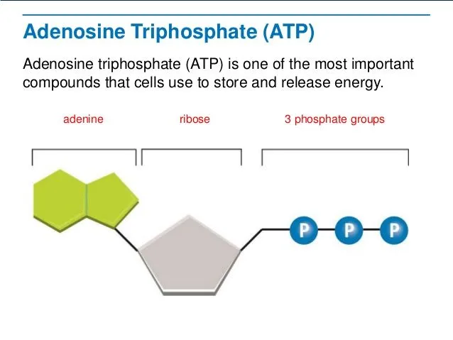 Physiological functions of d-ribose