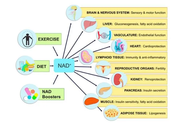 Nmn Powder Benefits