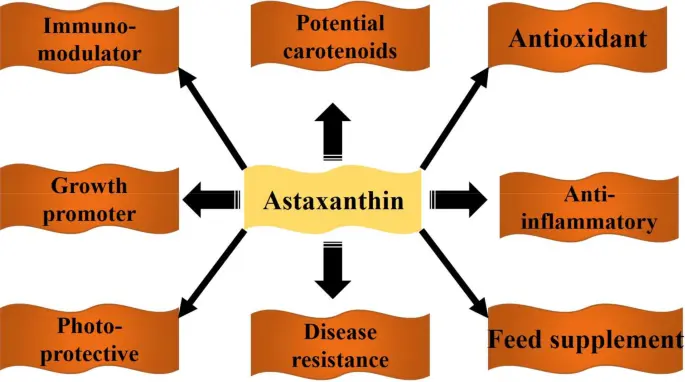 astaxanthin uses
