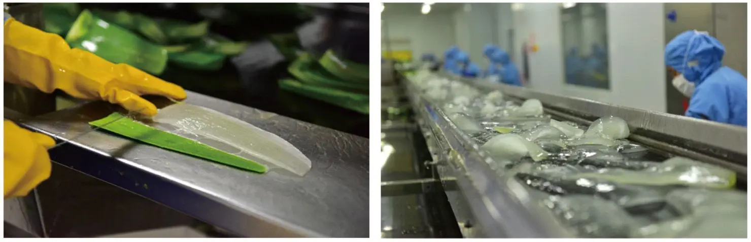 aloe vera freeze-dried powder 