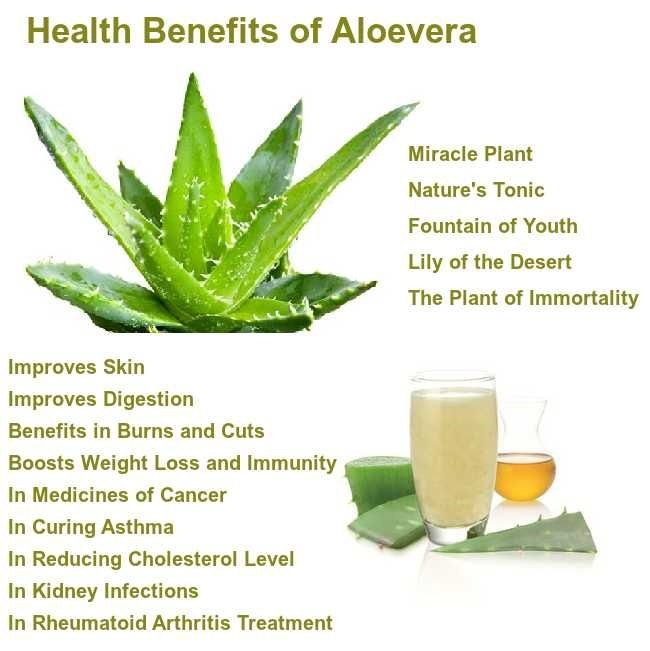 Aloe vera leaf powder benefits Aloe vera leaf powder benefits
