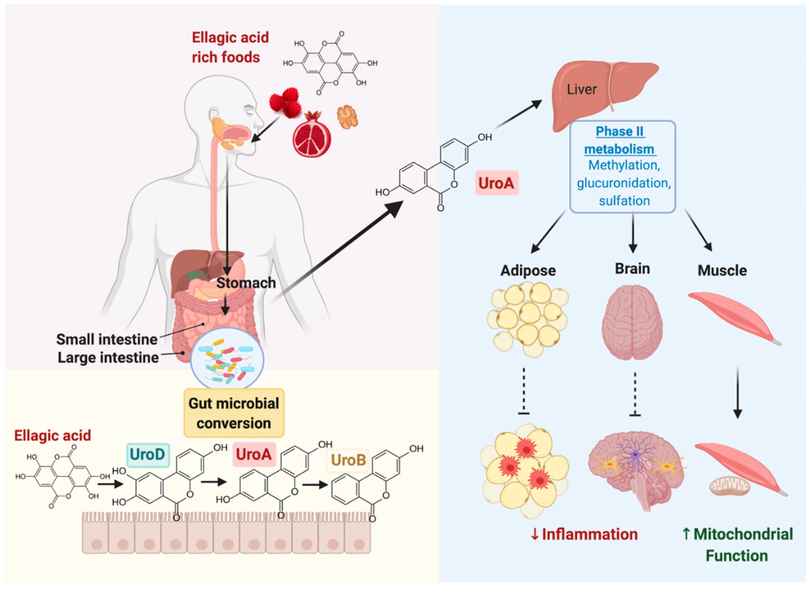Working principle of urolithin A