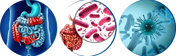 Galactooligosaccharides Benefits Galactooligosaccharides Benefits