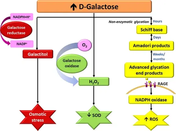 What Is galactose Powder Good For What Is galactose Powder Good For