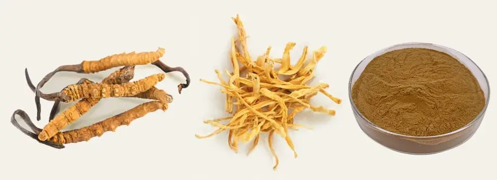 Cordyceps Militaris Extract