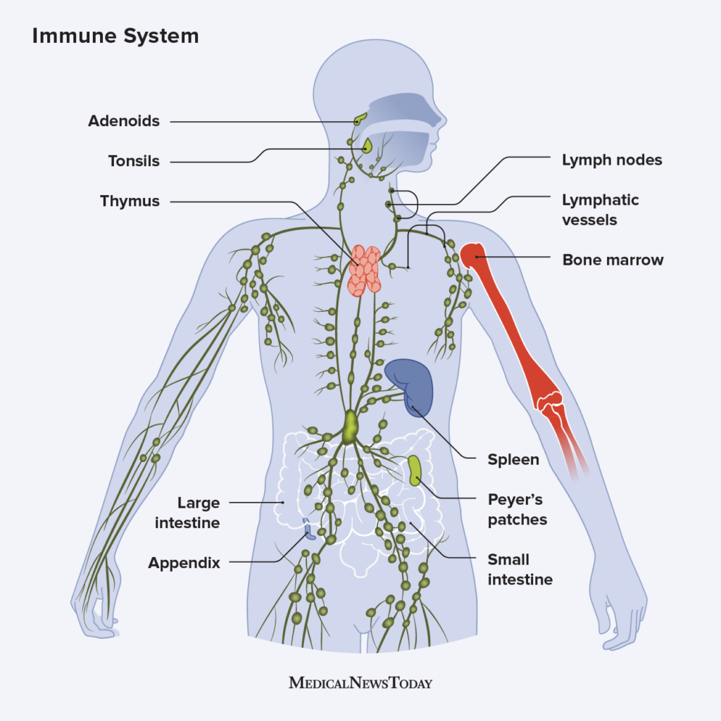 Echinacea Drops For Immune System Echinacea Drops For Immune System