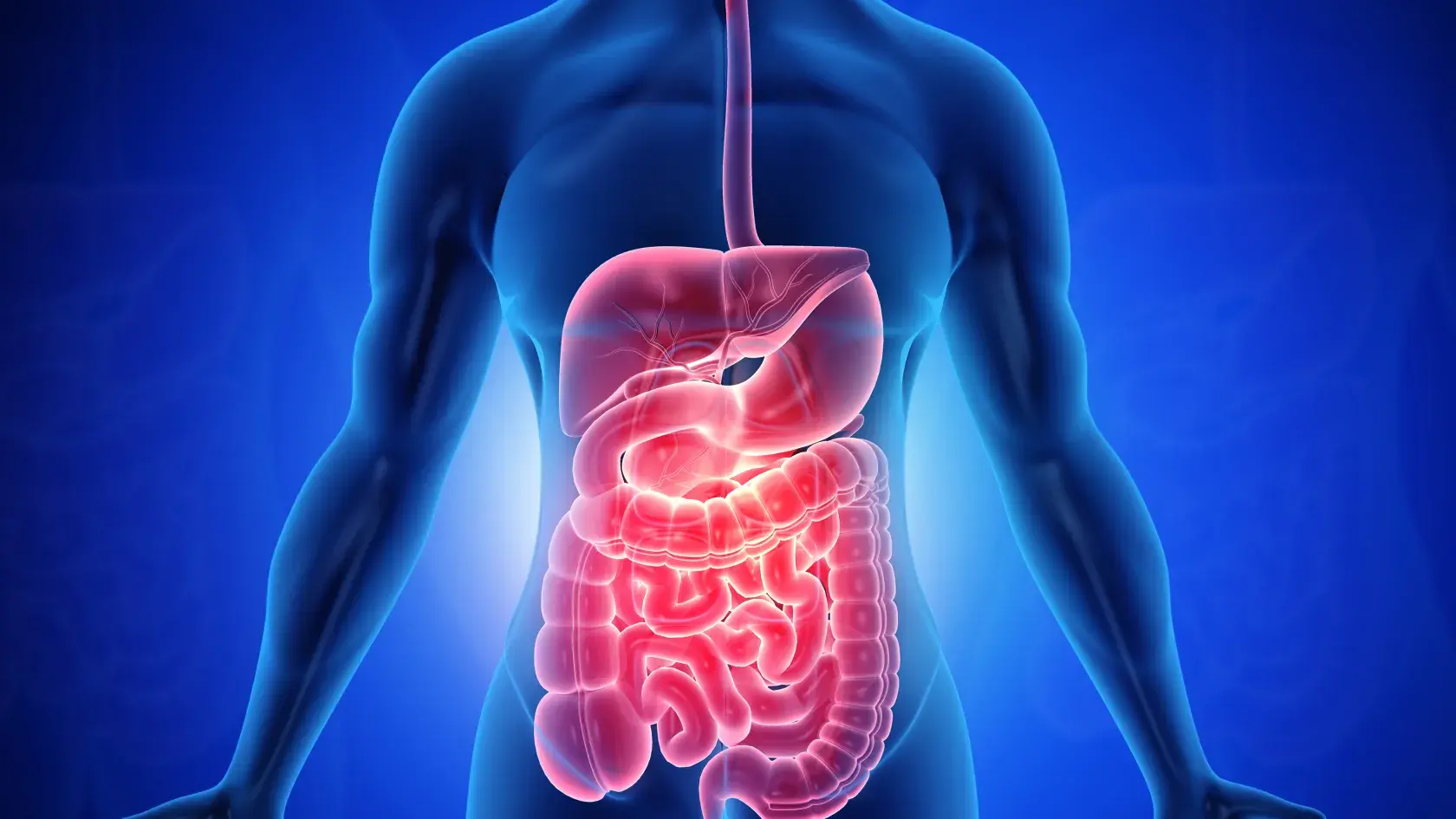 Echinacea Extract For Gut Health