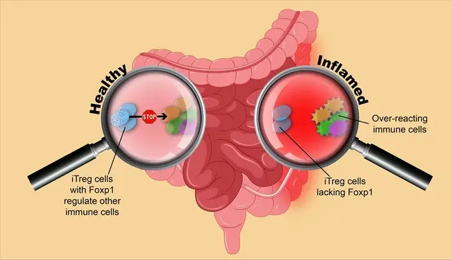 stachyose Direct immunity