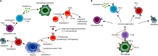 stachyose Restrain hyperimmunity