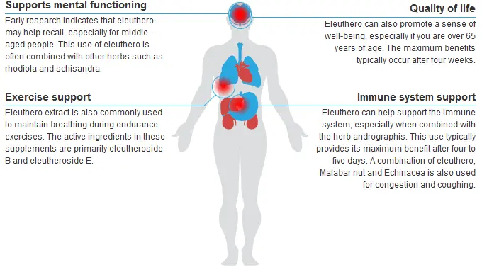 benefits of siberian ginseng extract