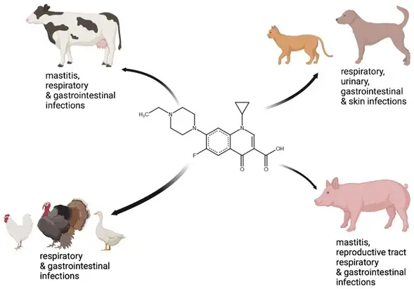 Enrofloxacin benefits