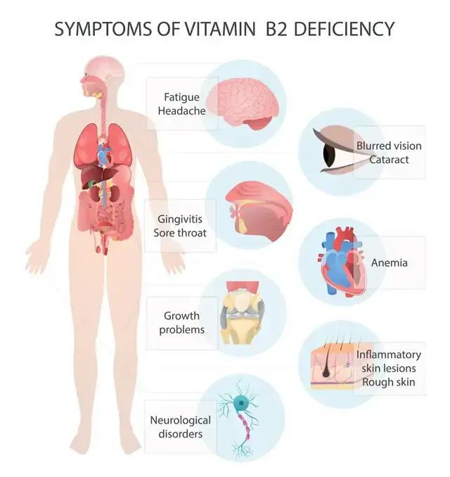Vitamin B2 benefits Vitamin B2 benefits
