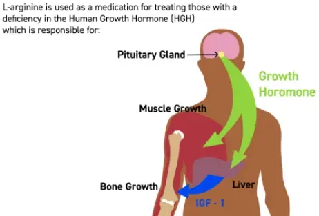 L-Arginine Protein Powder Benefits