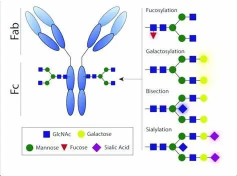 Anti Glycosylation Effect Anti Glycosylation Effect