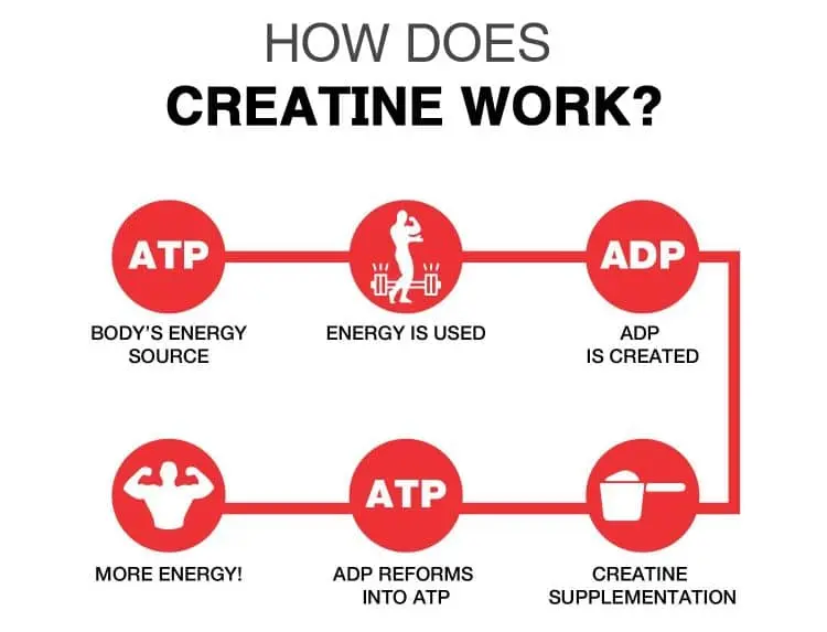 How does creatine work How does creatine work