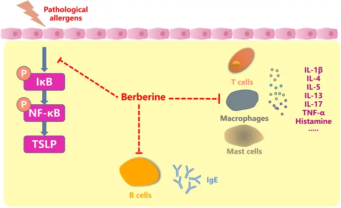 Berberine hcl anti-inflammatory Berberine hcl anti-inflammatory