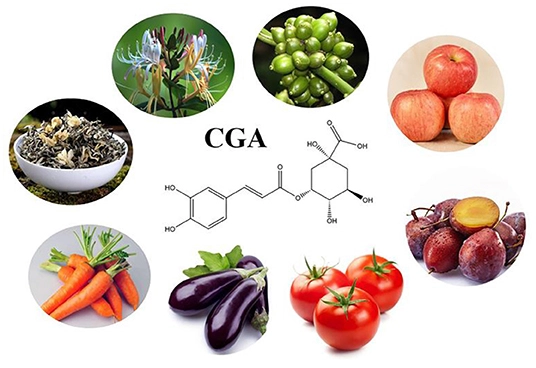 Chlorogenic Acid In Food Chlorogenic Acid In Food