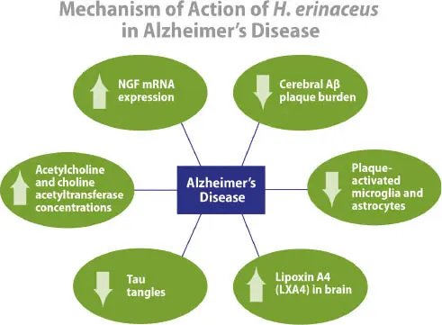 Alzheimer's Disease: Lion's Mane Mushroom Extract Alzheimer's Disease: Lion's Mane Mushroom Extract
