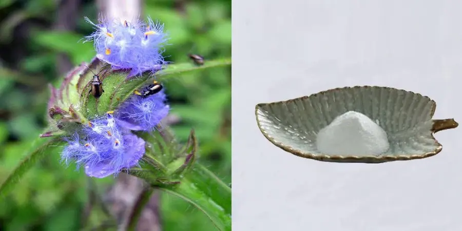 Cyanotis Arachnoidea Cyanotis Arachnoidea