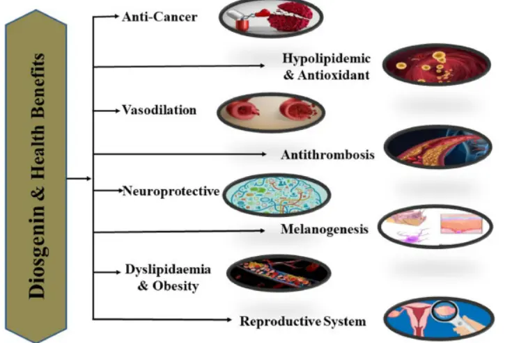 Diosgenin in medicine
