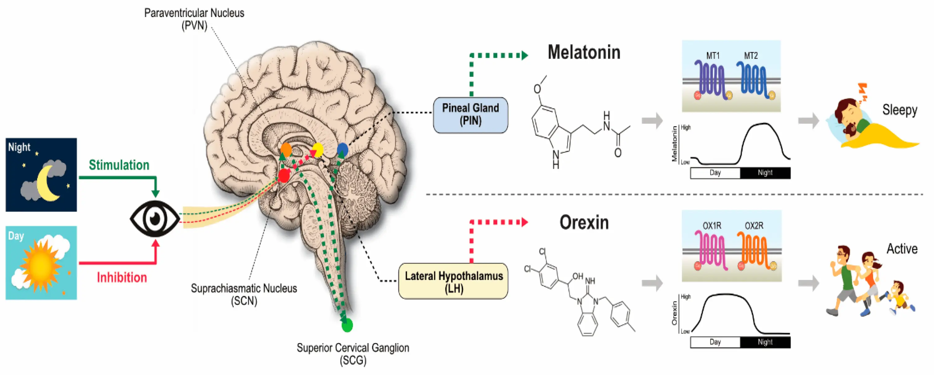 how does melatonin make you sleep how does melatonin make you sleep