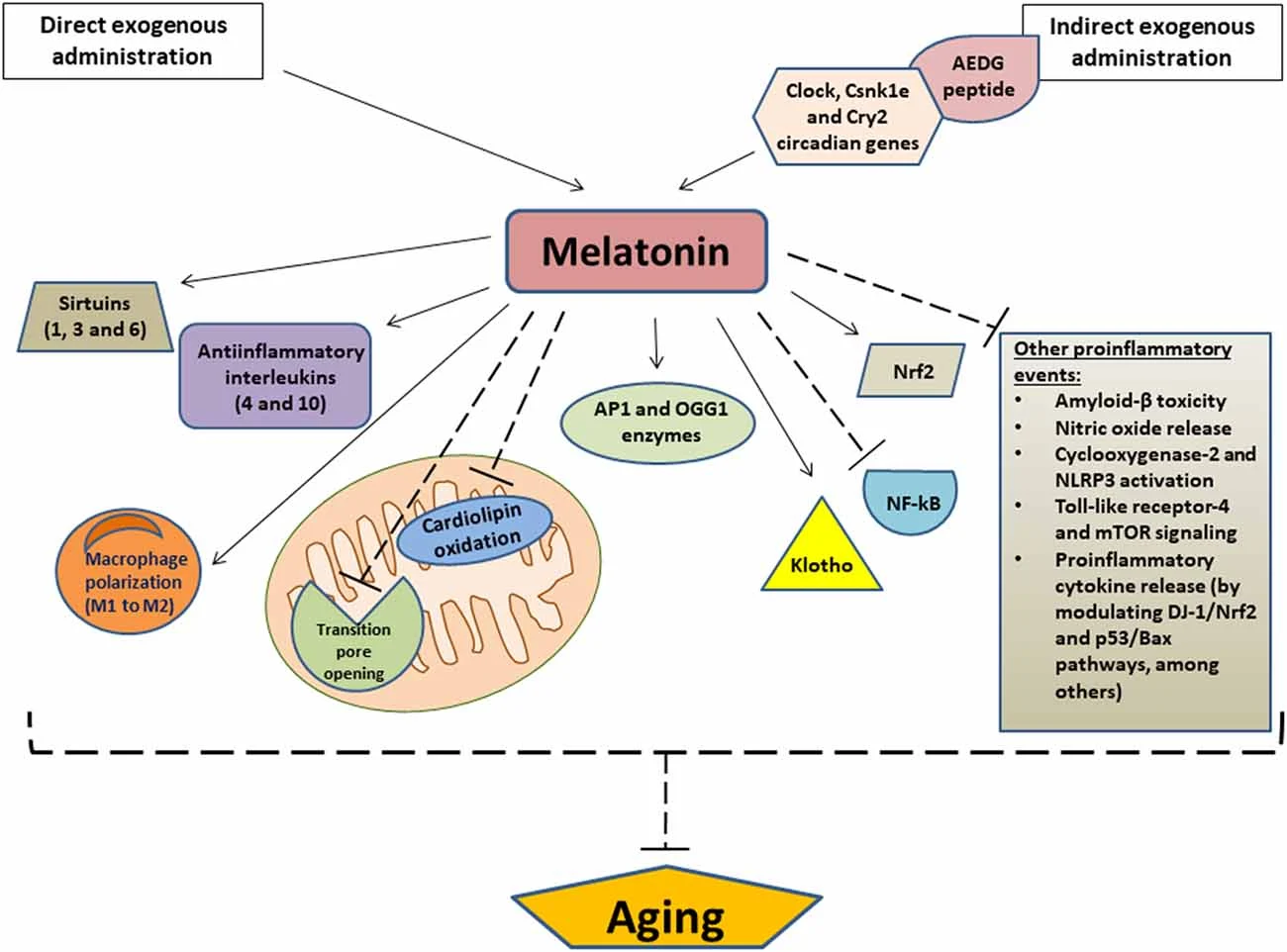 Melatonin as an Anti-Aging Melatonin as an Anti-Aging