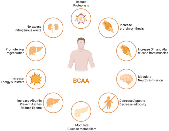 bcaa protein powder benefits bcaa protein powder benefits
