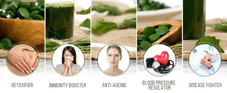 Chlorella Powder Benefits Chlorella Powder Benefits
