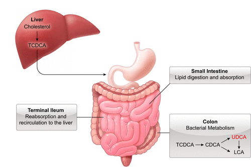 Ursodeoxycholic acid for liver Ursodeoxycholic acid for liver