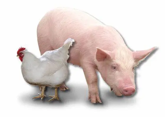 Halquinol In Poultry Halquinol In Poultry