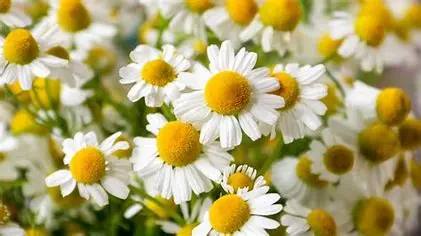 choose best chamomile choose best chamomile