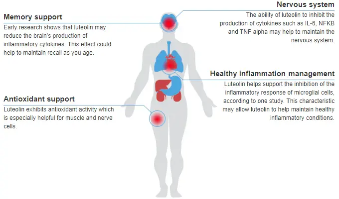 Luteolin benefits Luteolin benefits
