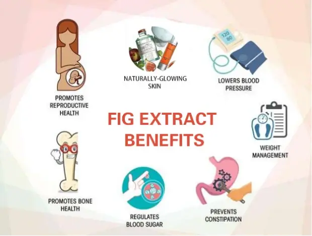 Fig Extract Benefits