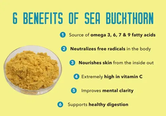Sea buckthorn extract benefits Sea buckthorn extract benefits