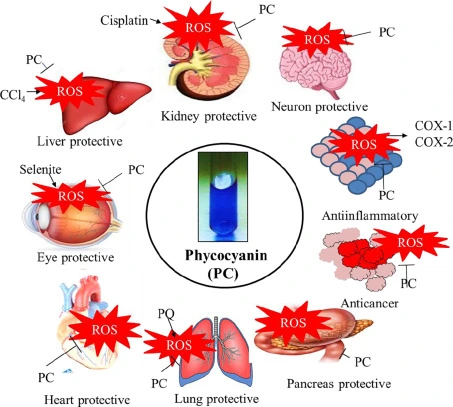 Phycocyanin benefits Phycocyanin benefits