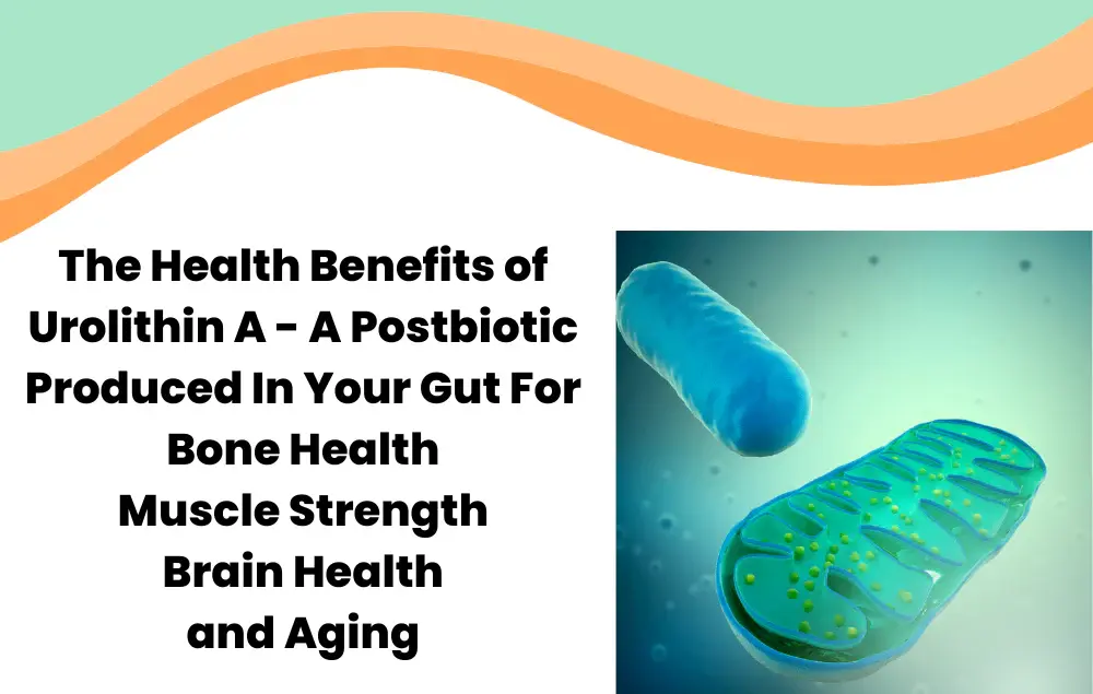 The Health Benefits of Urolithin A - The Health Benefits of Urolithin A -