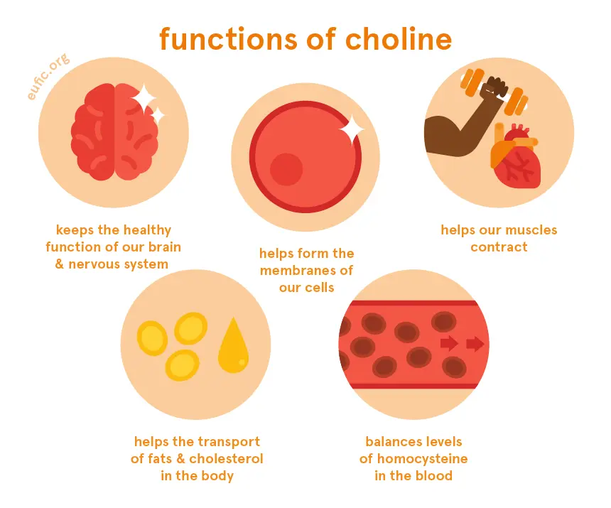 Choline functions Choline functions