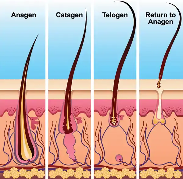 Saw Palmetto Extract Powder And Hair Growth 