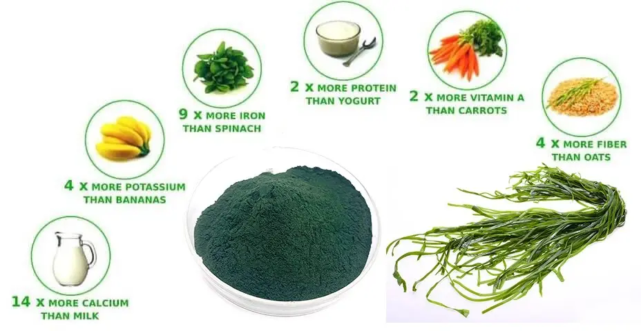 Spirulina Extract Powder Spirulina Extract Powder