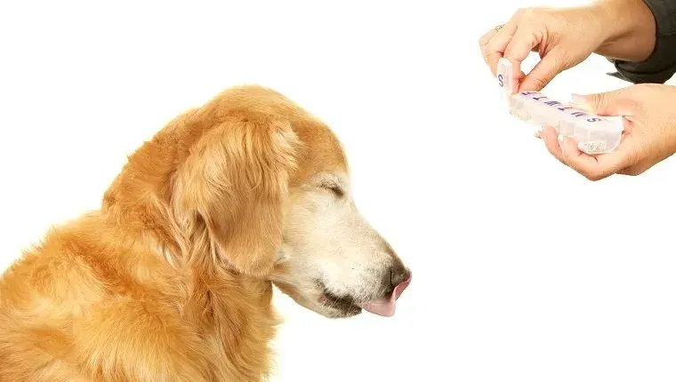 Dexamethasone For Dogs Dexamethasone For Dogs