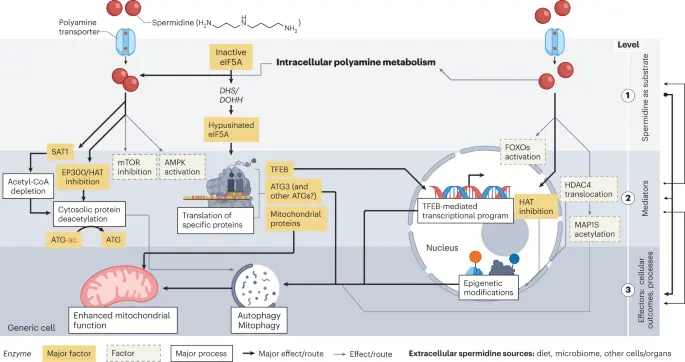 Mechanisms of spermidine-induced autophagy Mechanisms of spermidine-induced autophagy