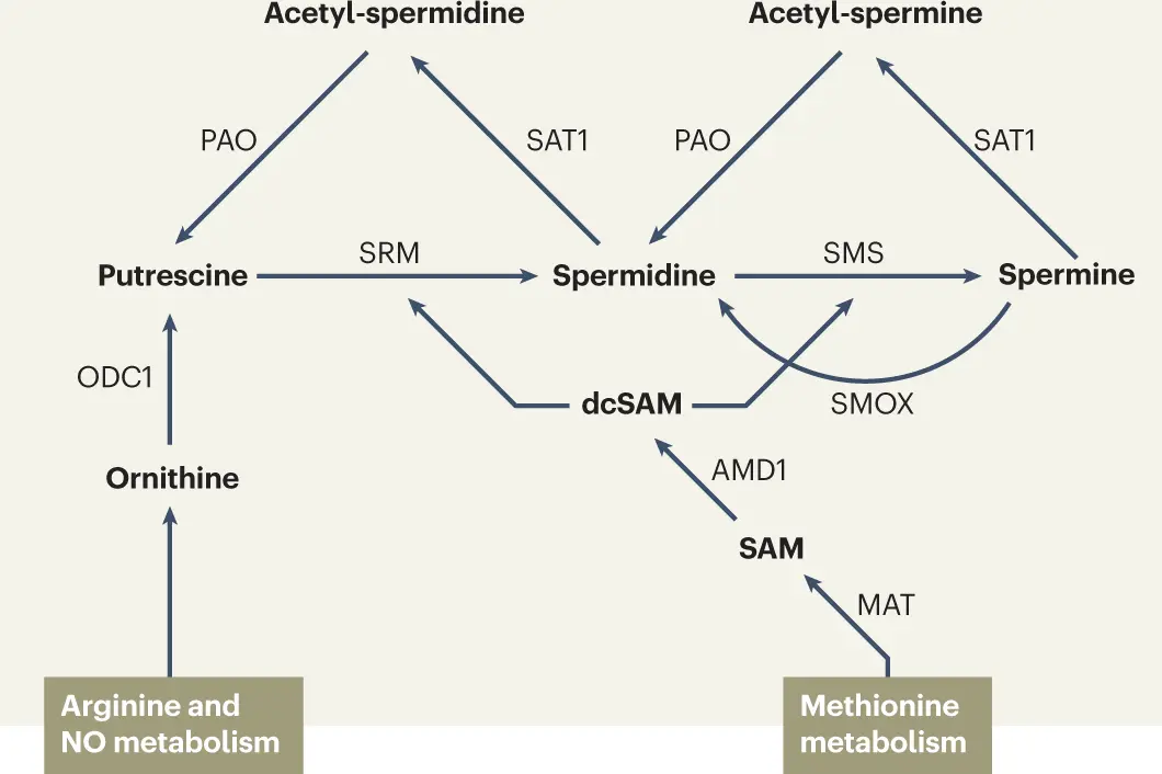 Mechanisms of spermidine-induced autophagy and geroprotection Mechanisms of spermidine-induced autophagy and geroprotection