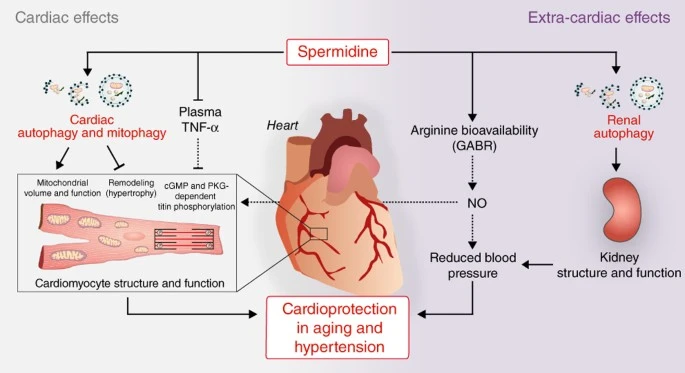 Spermidine for heart Spermidine for heart