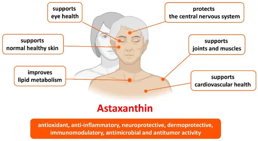 Benefits of astaxanthin Benefits of astaxanthin