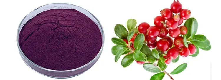 Bilberry Extract Powder Bilberry Extract Powder