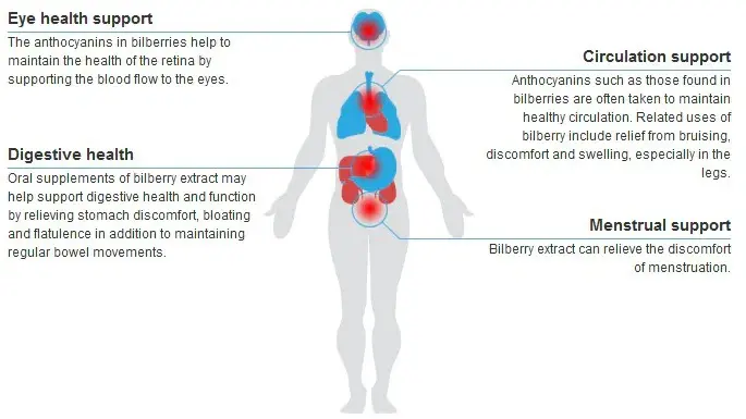 Bilberry Powder Benefits Bilberry Powder Benefits